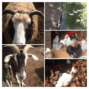 oldgardens-COLLAGE-300x300 The Old Gardens Animal Sanctuary, Highleigh, Sidlesham