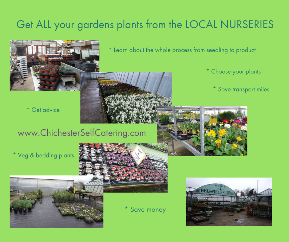 Local-nurseries When you stay get all your bedding plants and veg from the local growers and save a fortune!