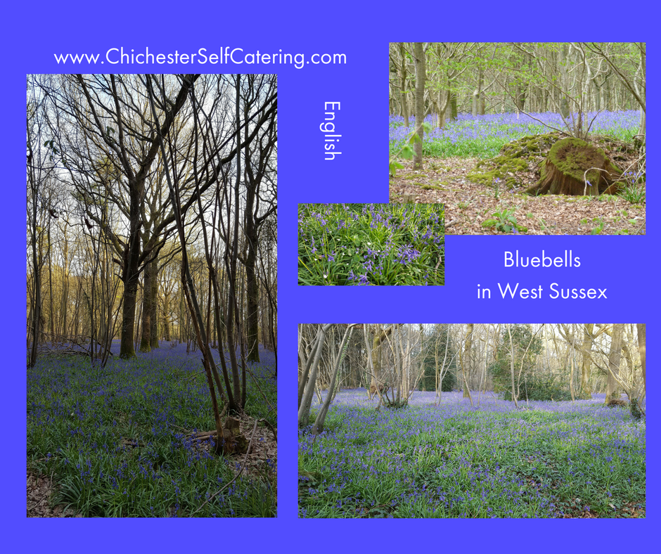 bluebells You can never have too much time with bluebells!