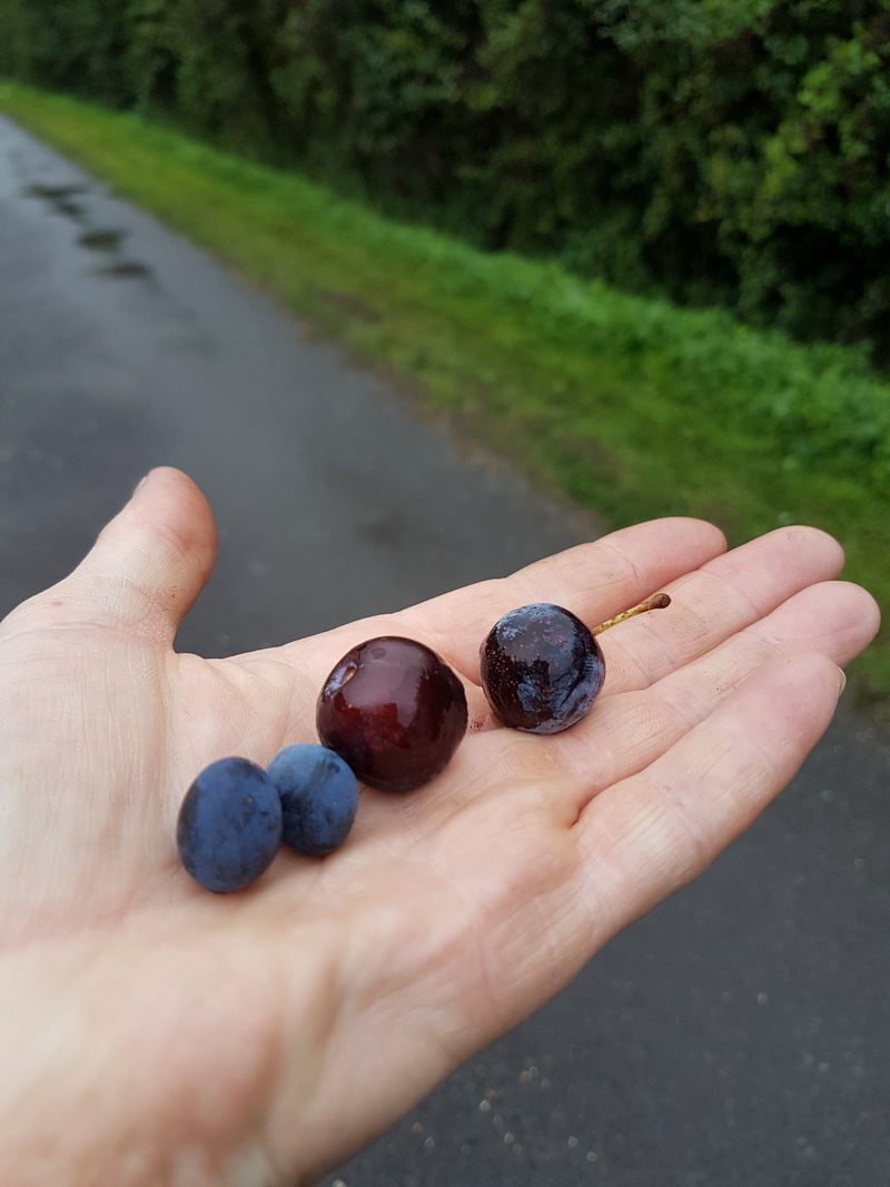supersloes Sloe foraging is a rewarding pastime