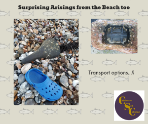 Surprising-Arisings-from-the-Beach-2-300x251 Surprising arisings from the beach!