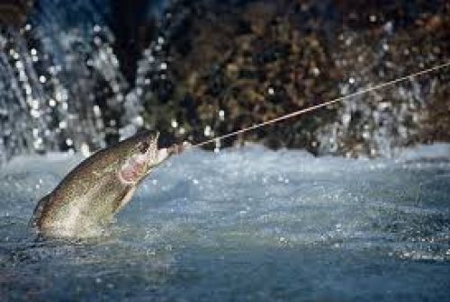 A trout takes a fly