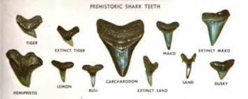 sharks teeth
